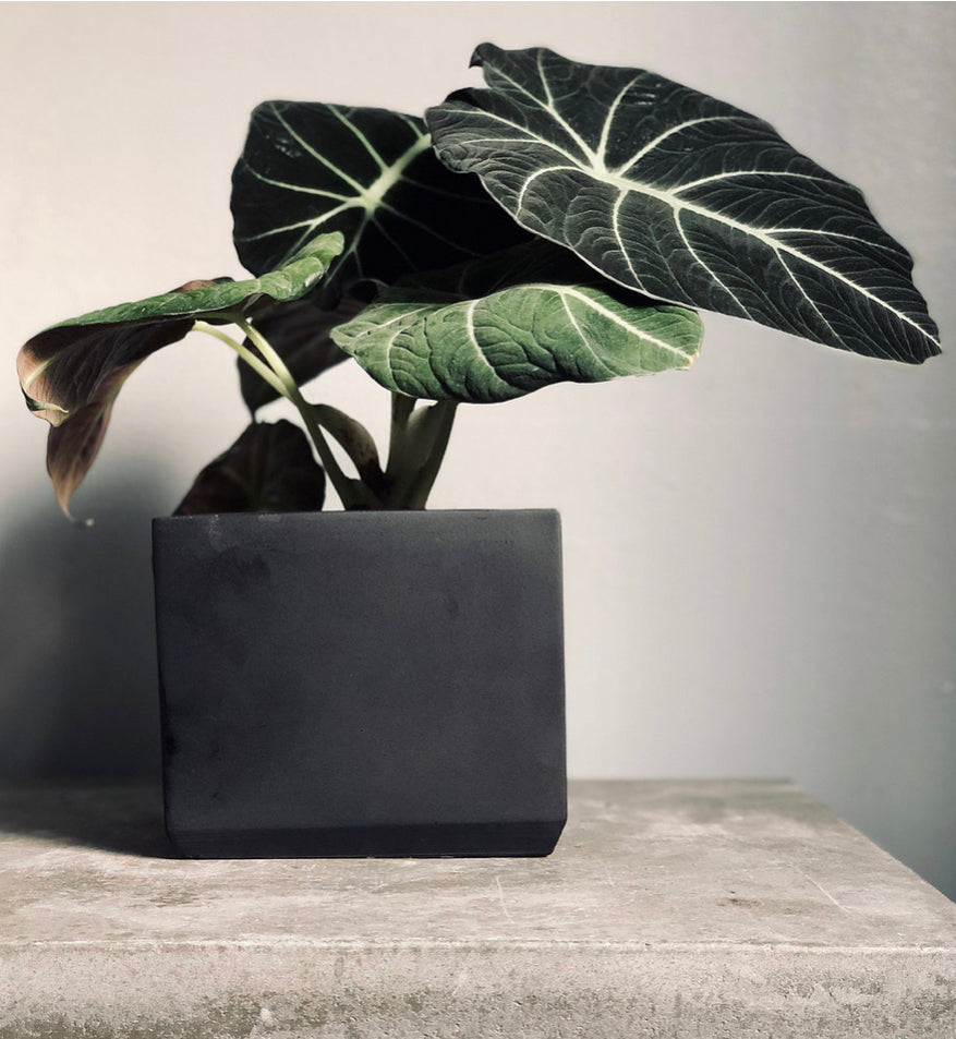 black cube plant pots 6” Cube Planter – Queen City 'Crete