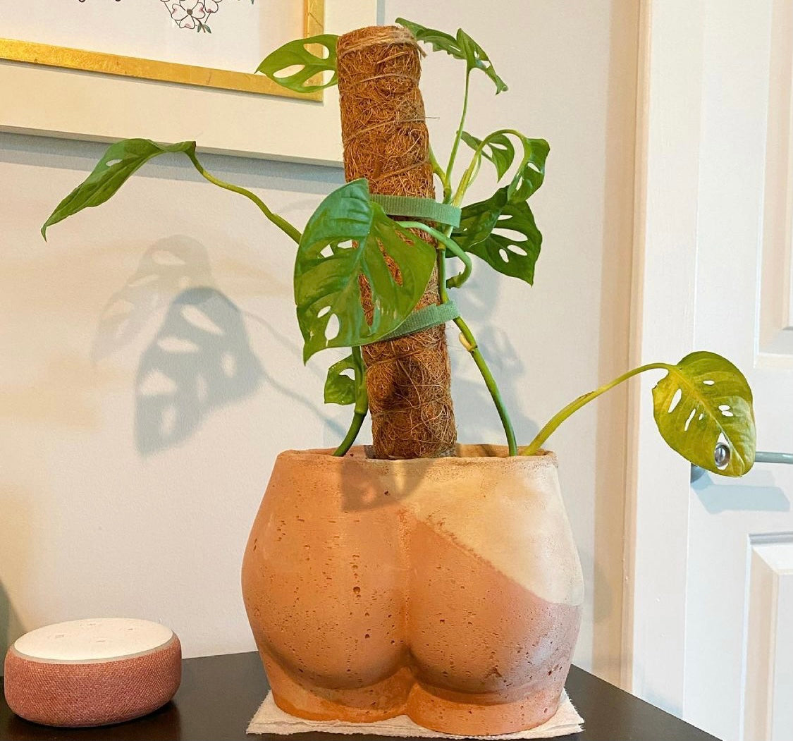 booty succulent planter Large Booty Planter – Queen City 'Crete