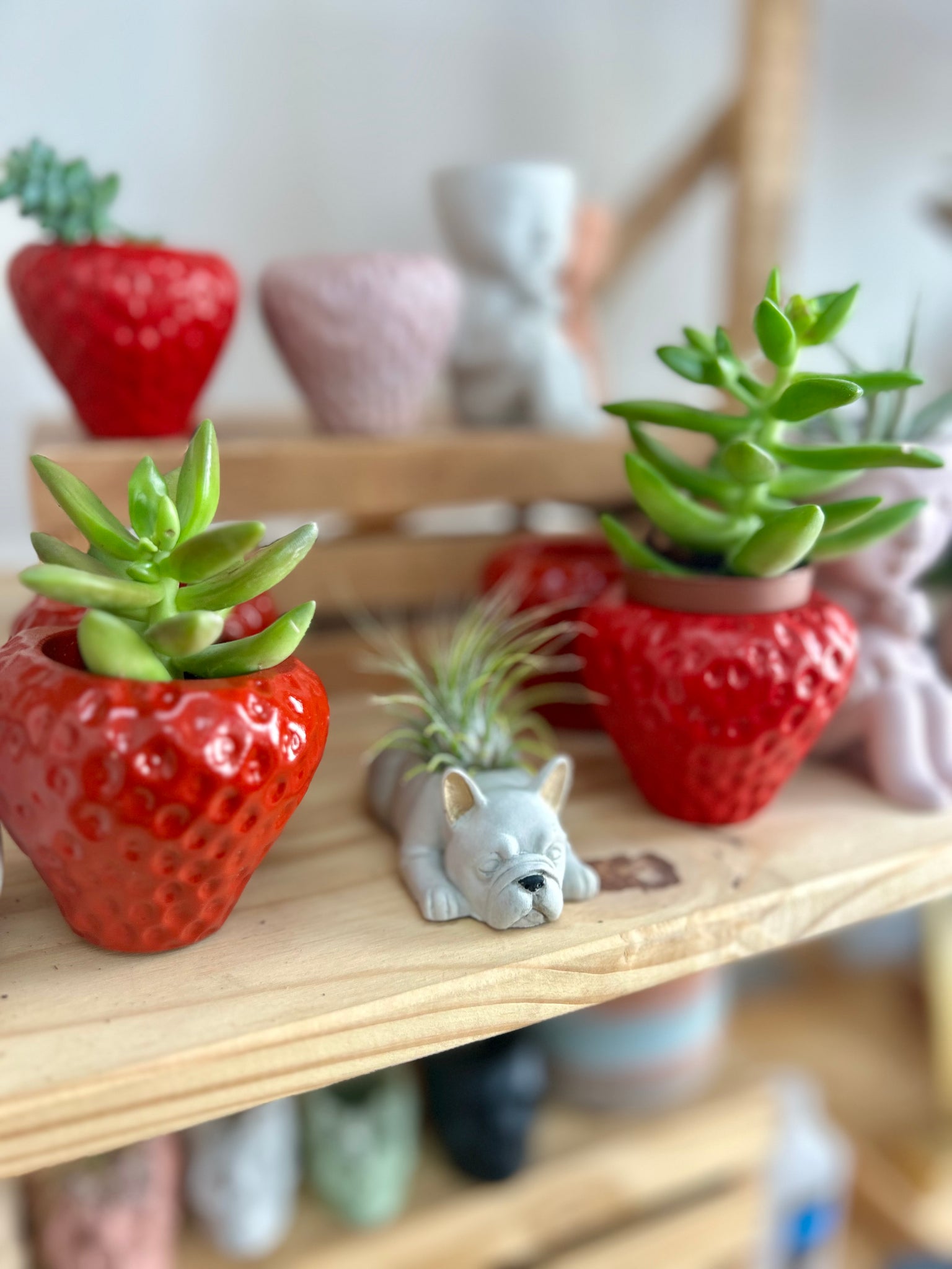 french bulldog succulent planter Sparky French Bulldog Planter – Queen City 'Crete