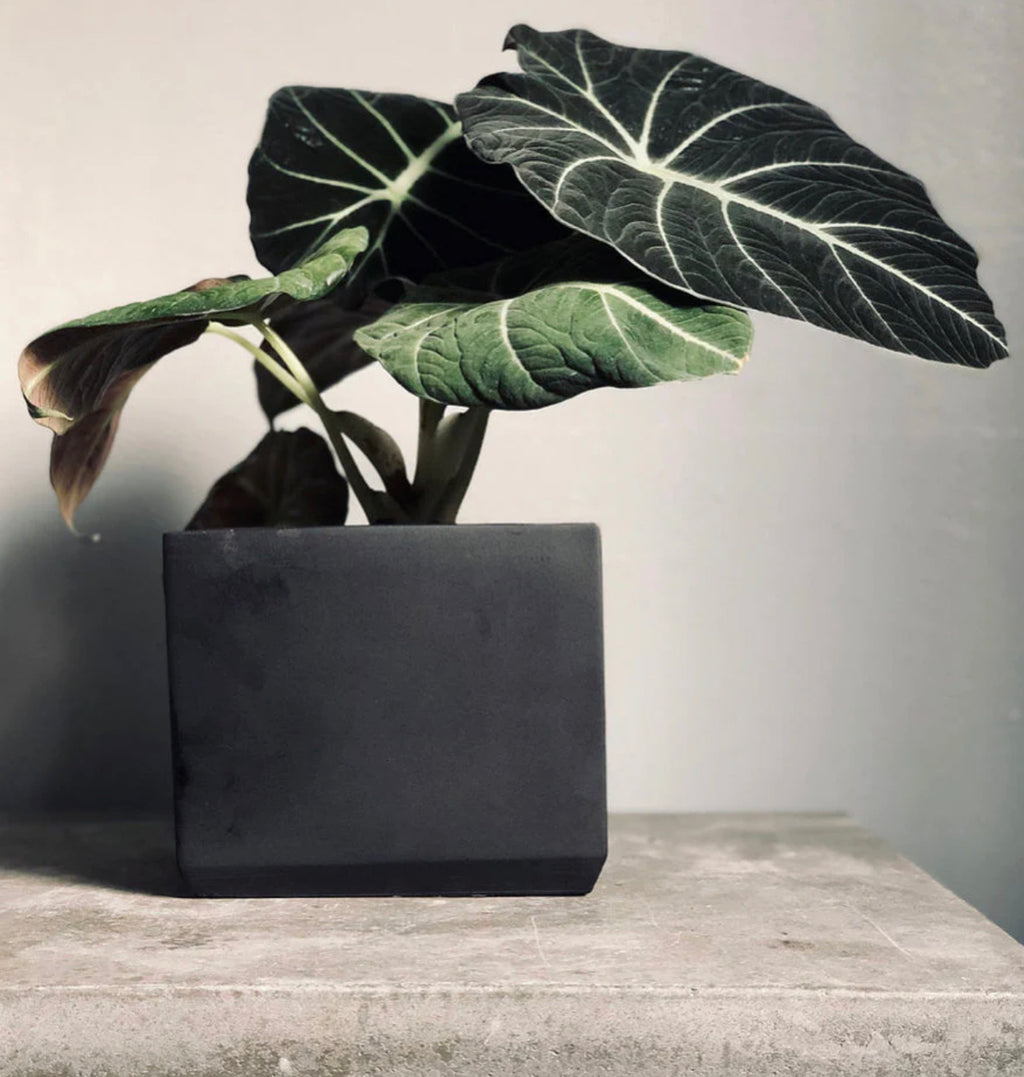 Custom order for little leaf