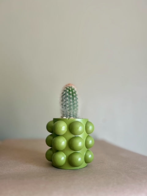 Avocado green poppy planter with cactus