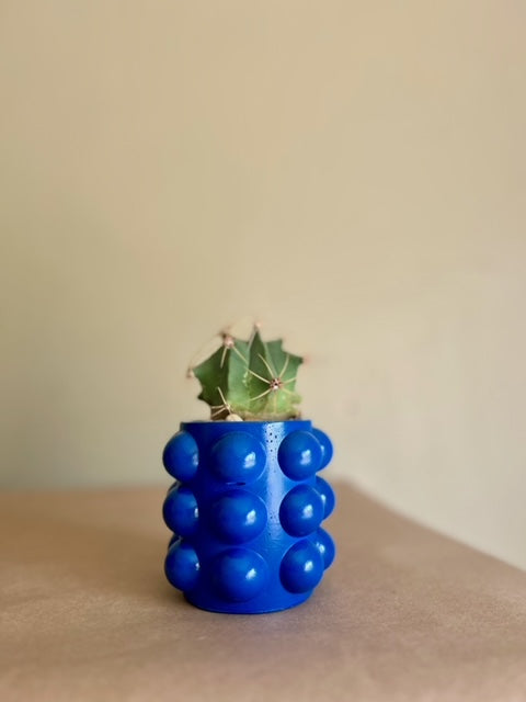 cobalt blue poppy planter with cactus