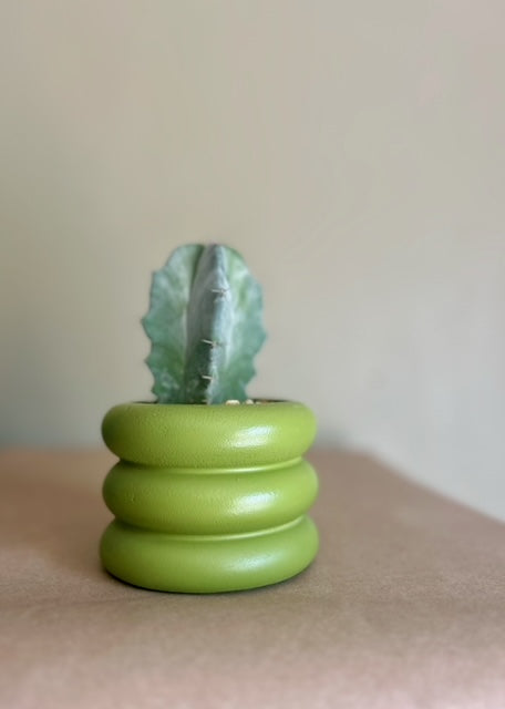 avocado green 4" bubble planter with cactus