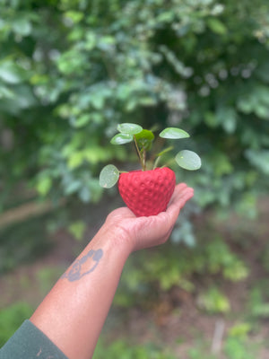 Strawberry planter