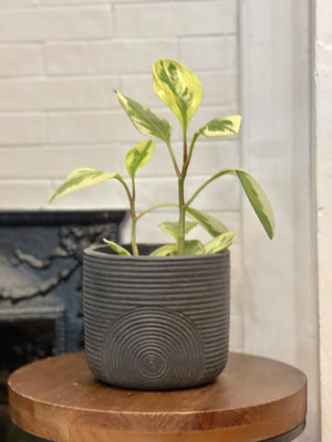 Fern Planter