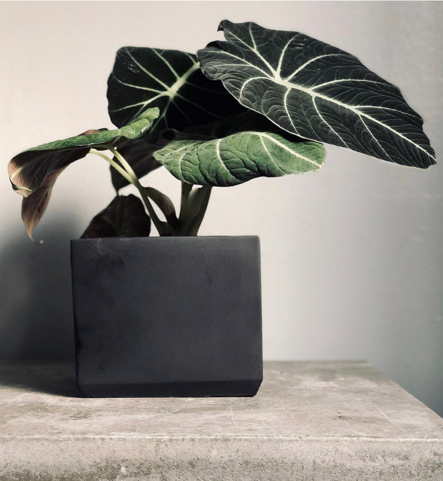A 6” black concrete Cube Planter, handmade by Shamila Varner of Queen City Crete,  holds a plant.
