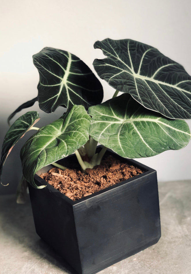 A 6” Cube Planter in Black, Created by Queen City ‘Crete, with a plant inside of it. 