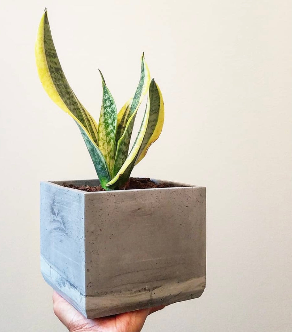 A 6” Concrete Cube Planter, handmade by Shamila Varner of Queen City ‘Crete, with a snake plant in it.