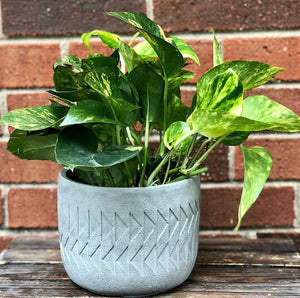 A handmade concrete Arlo Planter, created by Queen City ‘Crete,, sits outside against a brick wall, with pathos growing from it.