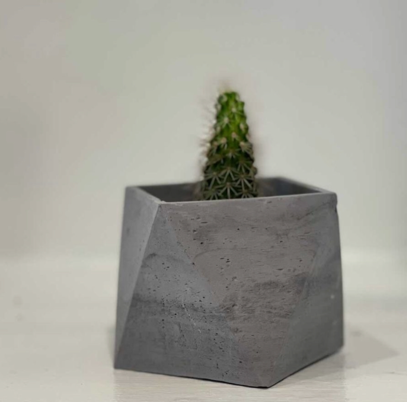 An Amelia Geometric Planter, created by Queen City ‘Crete, holds a tiny cactus.