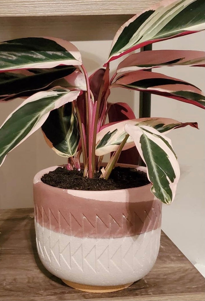 A custom-colored concrete Arlo planter, handmade by Queen City ‘Crete, holds a plant.