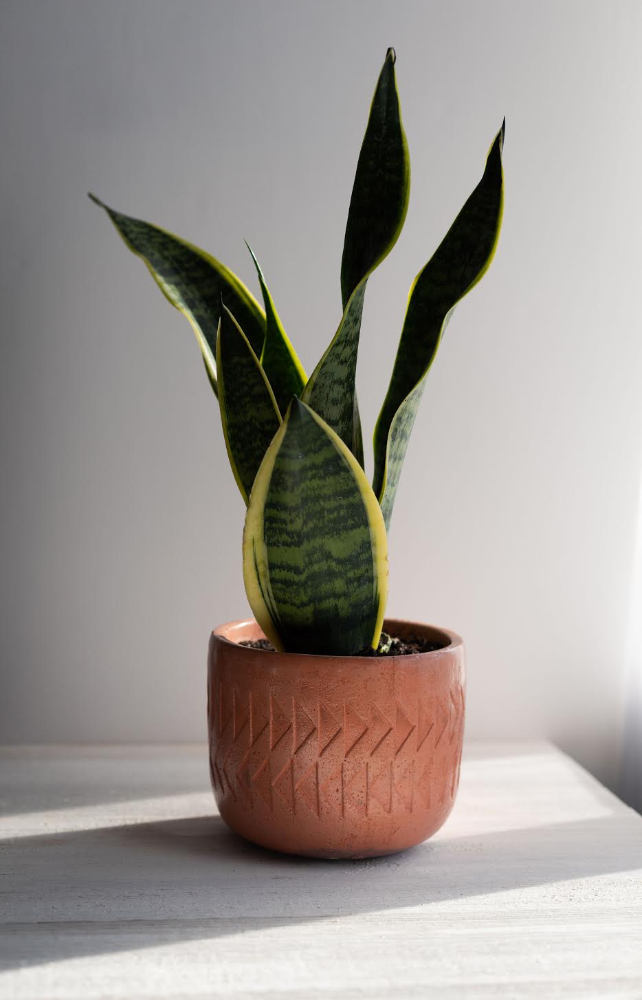 A terracotta-colored concrete Arlo Planter, handmade by Queen City ‘Crete, sits holding a snake plant. Photo by Elizabeth A. Images.
