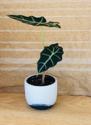 A white and blue concrete Bruce planter, handmade by Shamila Varner of Queen City Crete, with a 4” nursery plant  pot inside.