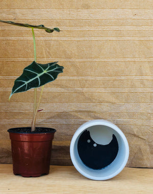 The Bruce Planter,  handmade by Shamila Varner of Queen City ‘Crete, laying empty next to a 4” nursery pot to show its size.