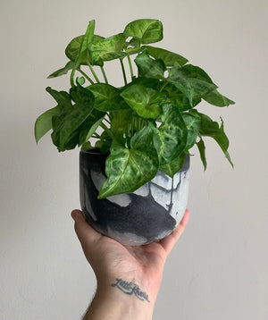 The Black and White Bruce Concrete Planter , handmade by Shamila Varner of Queen City Crete, with a plant in it.