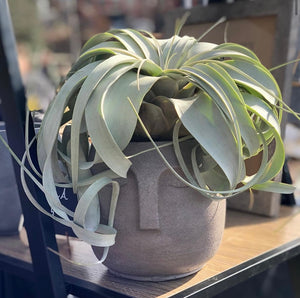 A Classic Concrete Gray Carla Planter sits with an air plant on top of her for “hair.”