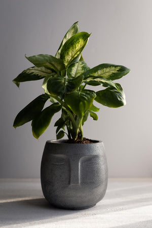 A Carla Face Planter, Created by Queen City Crete, sits with a plant growing out of it.  Photo by Elizabeth A. Images. 