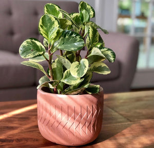 A terracotta-colored concrete Arlo Planter from Queen City ‘Crete sits on a coffee table with a plant in it.