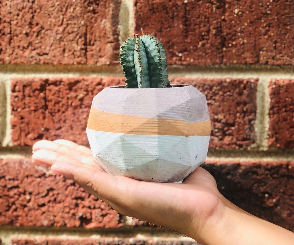 A Concrete El Planter, handmade by Queen City ‘Crete, on an outstretched palm. It has a cactus inside. 