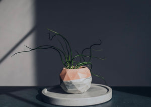 A Concrete El Planter, handmade by Queen City Crete, holds an air plant. It sits on a 5”  concrete tray. Photo by Elizabeth A. Images. 