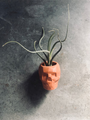 A Terracotta colored Jack Concrete Skull Planter holds an air plant. This was a creation of Queen City ‘Crete.