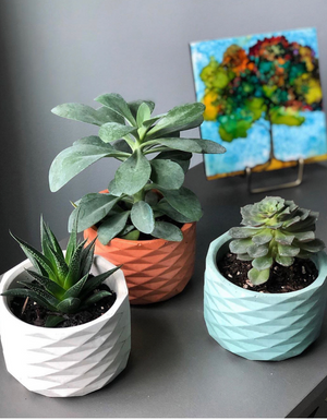 Three different colors of the Joan concrete planter, handmade by Queen City ‘Crete, sit with various sizes of succulents and plants. Photo credit to Verde Tribe.