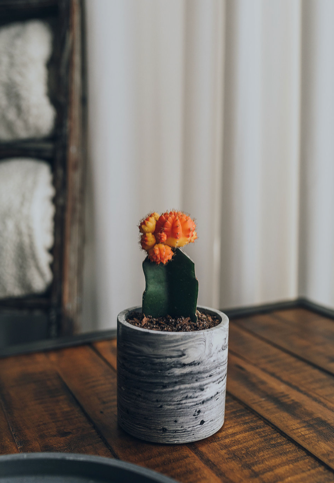 A Karen planter, created by Queen City ‘Crete,  sits on a coffee table with a cactus planted inside. Photo by Elizabeth A. Images. 