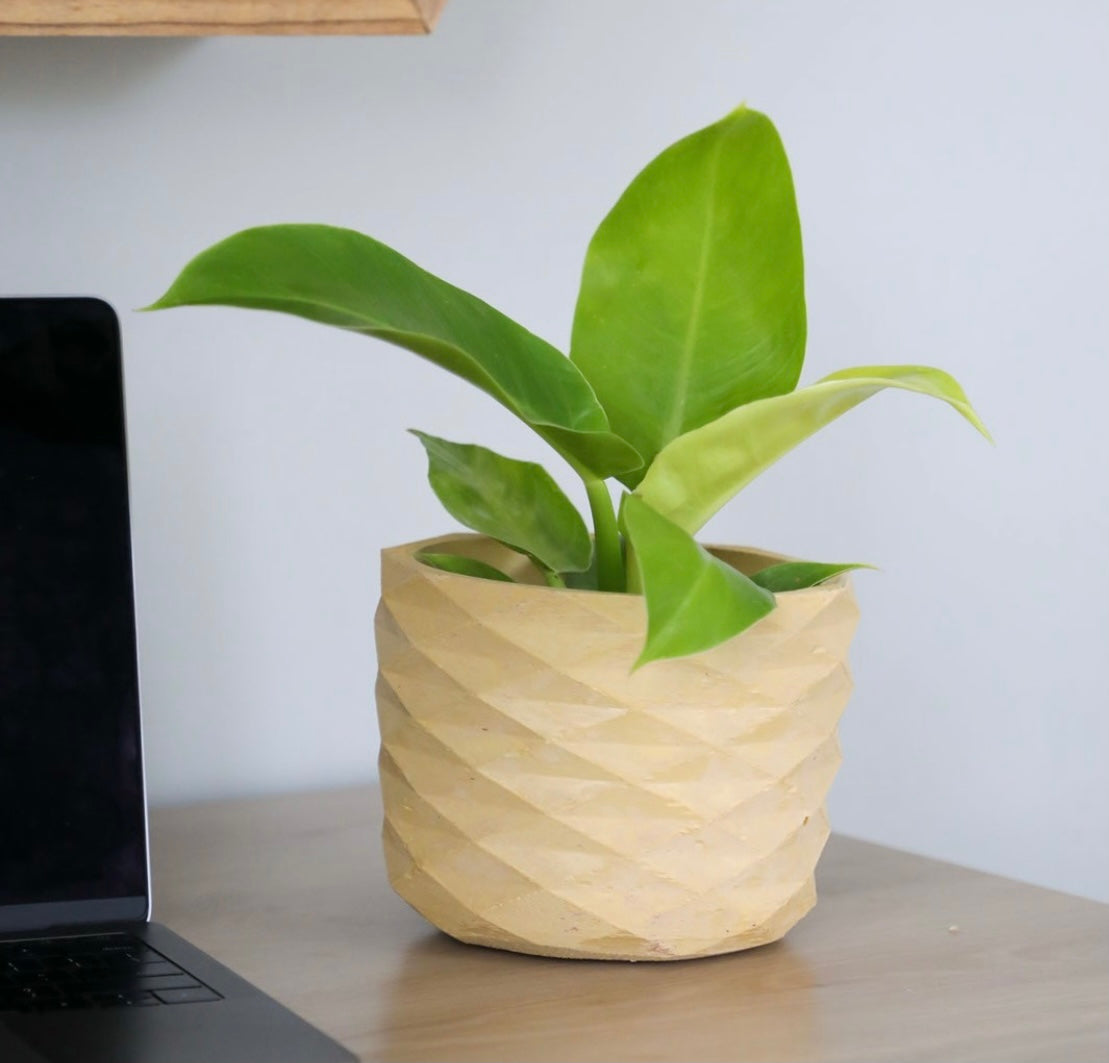 Lizzo Planter