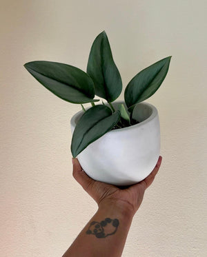 Mila Planter