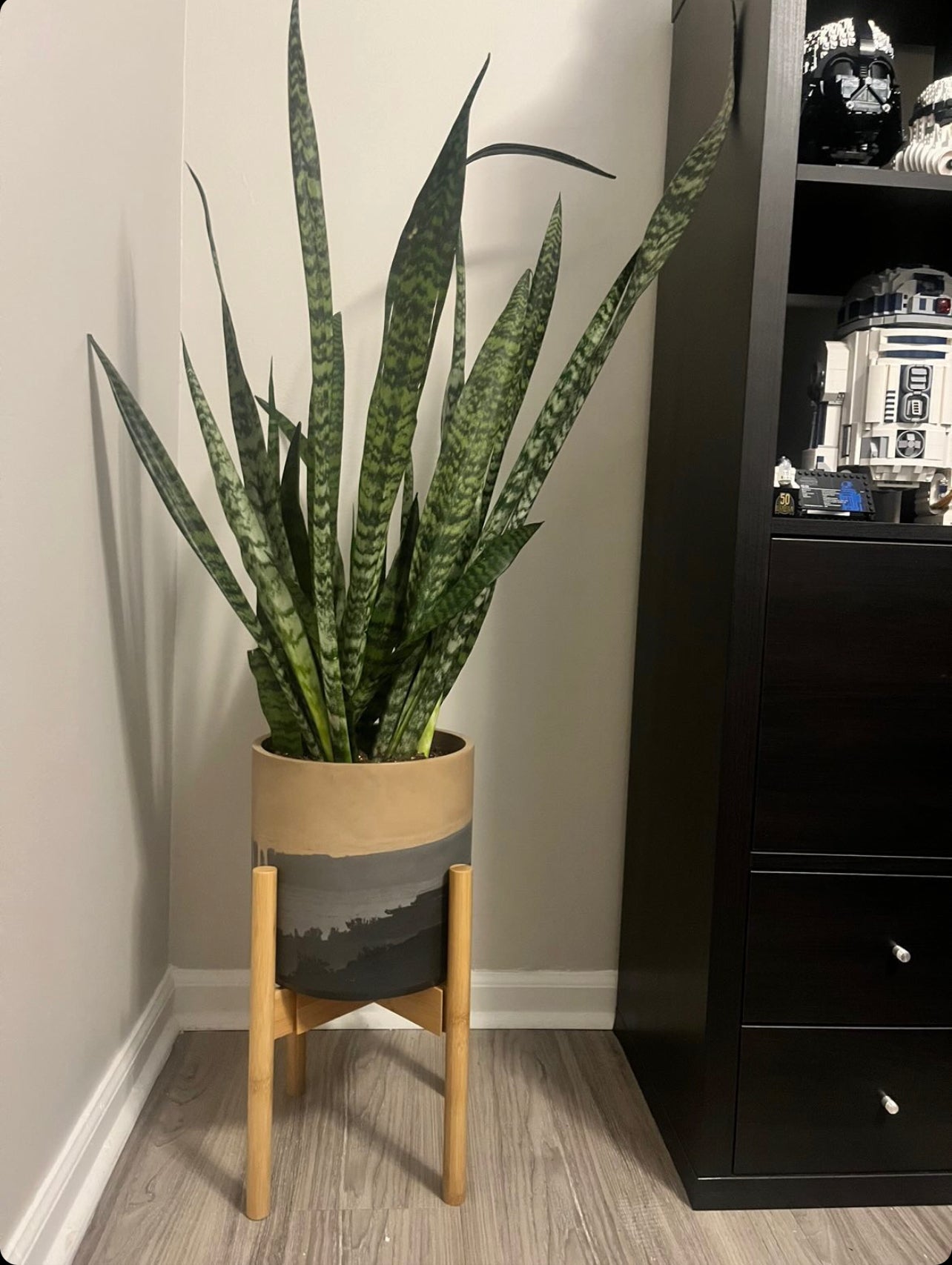 10ish inch planter