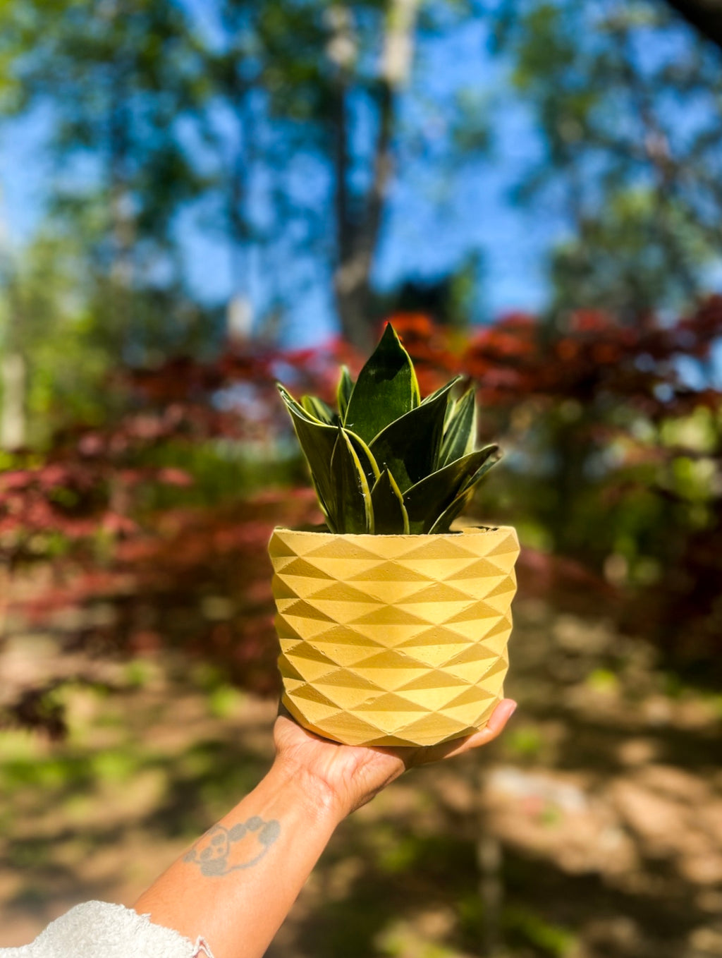 Pineapple Lizzo LOCALS ONLY